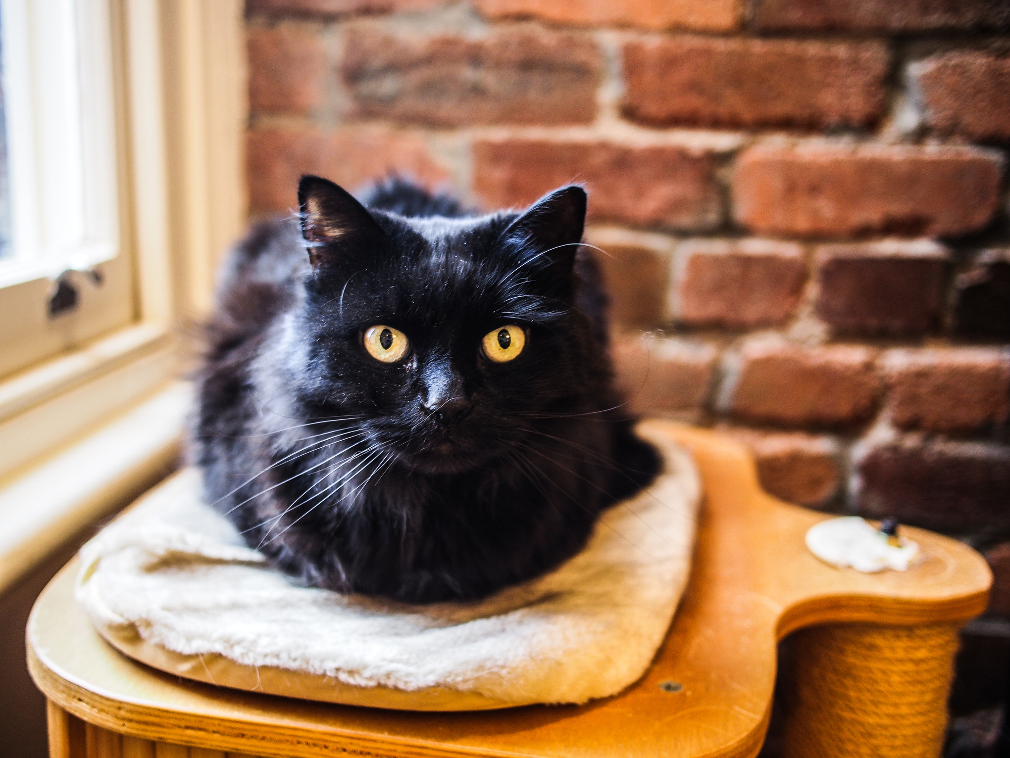 私の猫は幸せですか?