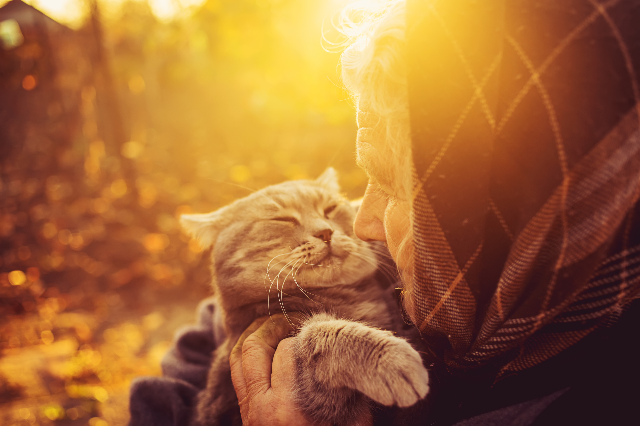シニア猫 ねこも認知症になる 猫が認知症になったときの行動や対処法は 猫壱 Necoichi シニア猫 ねこも認知症になる 猫が認知症になったときの行動や対処法は 猫壱 Necoichi