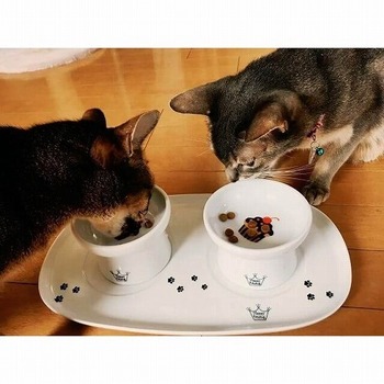 どうして猫はダラダラ食べるの？あなたはフードを片付けるor置きっ放し？