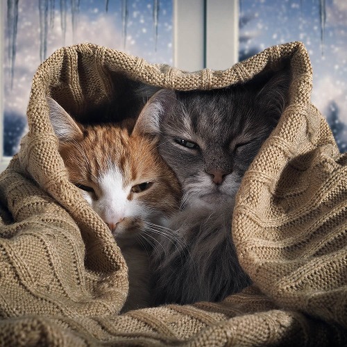 猫を寒さから守ろう。我が家でやっている猫を温めるアイディアを公開！