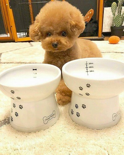 ＜猫壱＞犬用食器　脚付食器　ハッピーダイニング　脚付フードボウル　犬柄・犬用 シリコン付き　ワンちゃんと一緒1