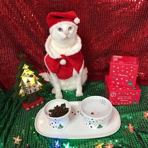 クリスマスパーティーは、特別な食器で！