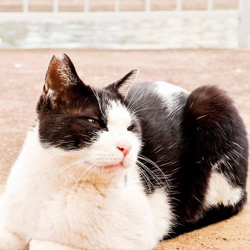 あなたも『香箱座り』博士！猫の香箱座りに関する6つのトリビア