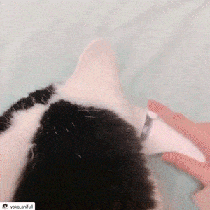 ＜猫壱＞猫の抜け毛　抜け毛対策グッズ　抜け毛取りワイパー　日本製　GIFアニメ