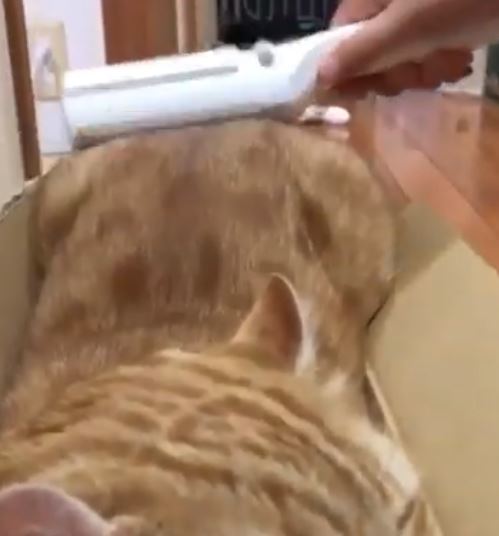 ＜猫壱＞猫の抜け毛　抜け毛対策グッズ　抜け毛取りワイパー　日本製　猫と一緒　動画3