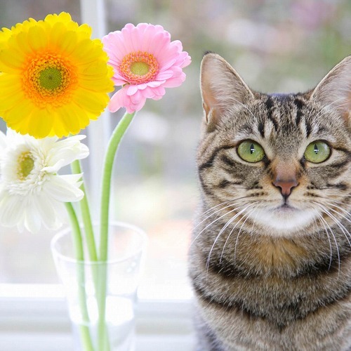 元花屋店員が教える♪猫飼いにオススメ！猫に安全な植物