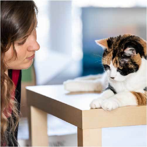 もしかして嫌われちゃった 猫が飼い主を無視する本音 猫壱 Necoichi
