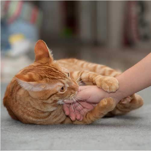 猫 甘 噛み 意味 専門家が解説 犬が甘噛みする理由と 間違ったしつけ 成功するしつけ いぬのきもちweb Magazine Amp Petmd Com