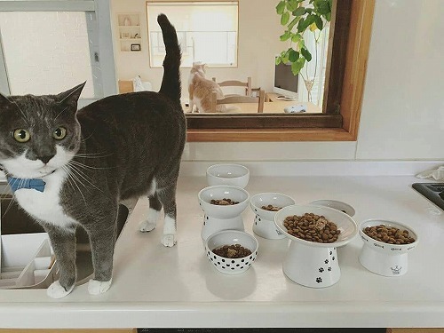 ＜猫壱＞猫用食器　脚付食器　ハッピーダイニング 脚付フードボウル 浅広口タイプ　シリコン付き 猫柄　猫ちゃんと一緒2