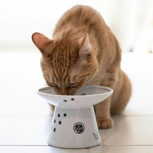 ＜猫壱＞猫用食器　脚付食器　ハッピーダイニング 脚付フードボウル 浅広口タイプ　シリコン付き 猫柄　猫ちゃんと一緒3