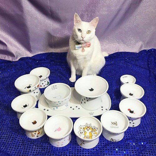 ＜猫壱＞猫用食器　脚付食器　ハッピーダイニング 脚付フードボウル 浅広口タイプ　シリコン付き 猫柄　猫ちゃんと一緒4