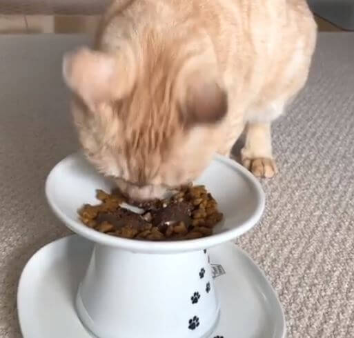 ＜猫壱＞猫用食器　脚付食器　ハッピーダイニング 脚付フードボウル 浅広口タイプ　シリコン付き 猫柄　猫ちゃんと一緒　動画4