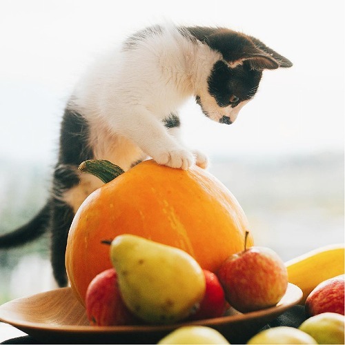 猫に野菜は必要 猫が食べてもいい野菜と注意点 猫壱 Necoichi