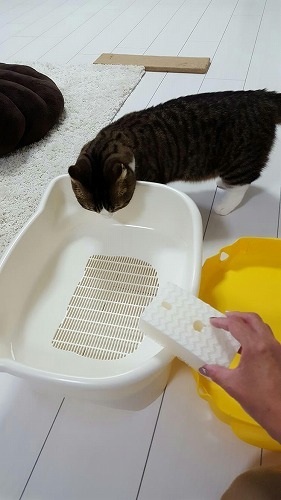 ＜猫壱＞　猫トイレ　掃除グッズ　トイレブラシスポンジ フッ素の力で洗うたび汚れにくくなる　猫ちゃん使用画像1