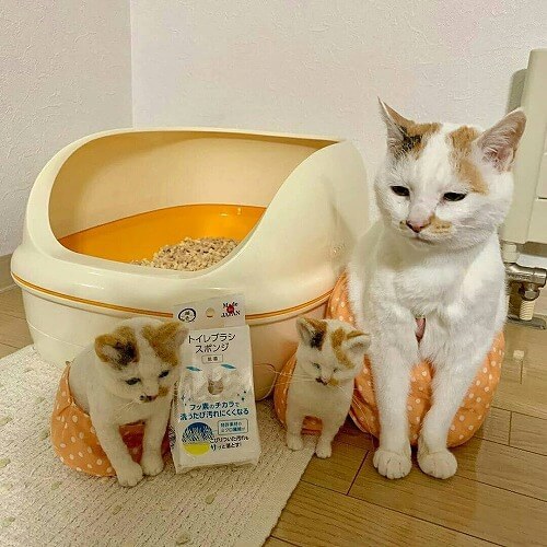 ＜猫壱＞　猫トイレ　掃除グッズ　トイレブラシスポンジ フッ素の力で洗うたび汚れにくくなる　猫ちゃん使用画像3