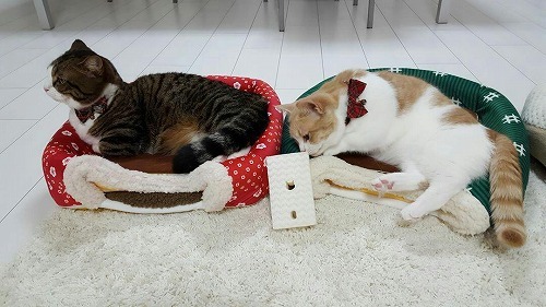 ＜猫壱＞　猫トイレ　掃除グッズ　トイレブラシスポンジ フッ素の力で洗うたび汚れにくくなる　猫ちゃん使用画像4