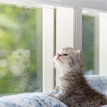 外に出たいの？猫が窓の外を見ている4つの理由