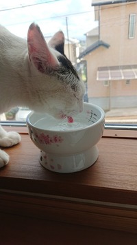 我が家で初めてお水を飲んでくれた