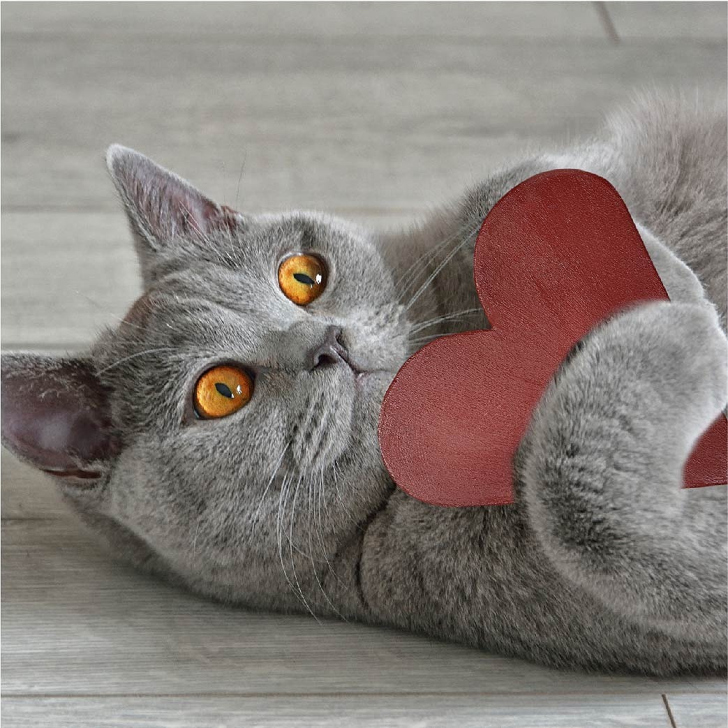 猫、石猫、縁起物、福を呼ぶ猫 福を招くニャ！ かぎしっぽの猫さんの縁起物ぬいぐるみ｜Real