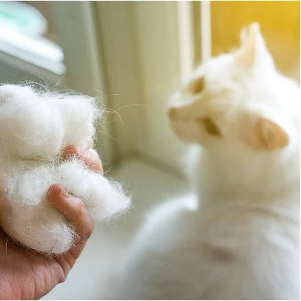 室内飼いの猫は換毛期がない 猫の換毛期の素朴な疑問 猫壱 Necoichi