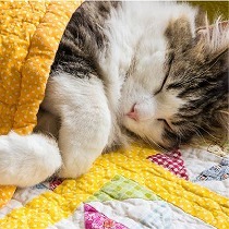 猫の眠る場所からわかる！猫の性格タイプ診断