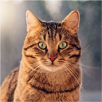 野生に一番近いのはキジトラ猫？！キジトラに関する3つの噂