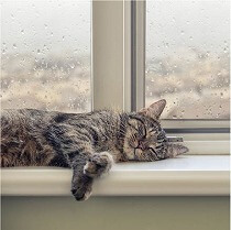 もしかしてしんどいの？雨の日に猫がよく眠る理由とは？