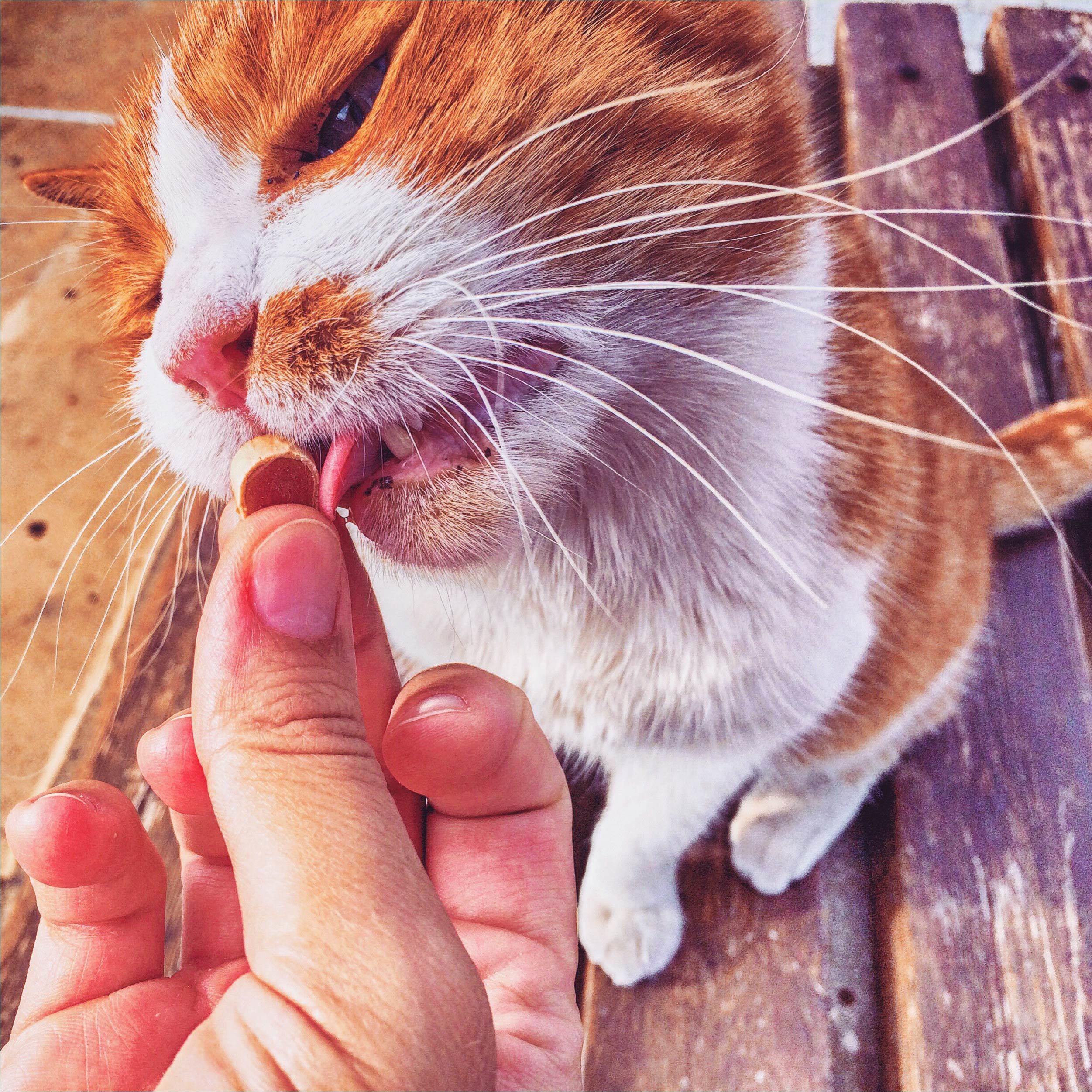 猫 急 に 餌 を 残す