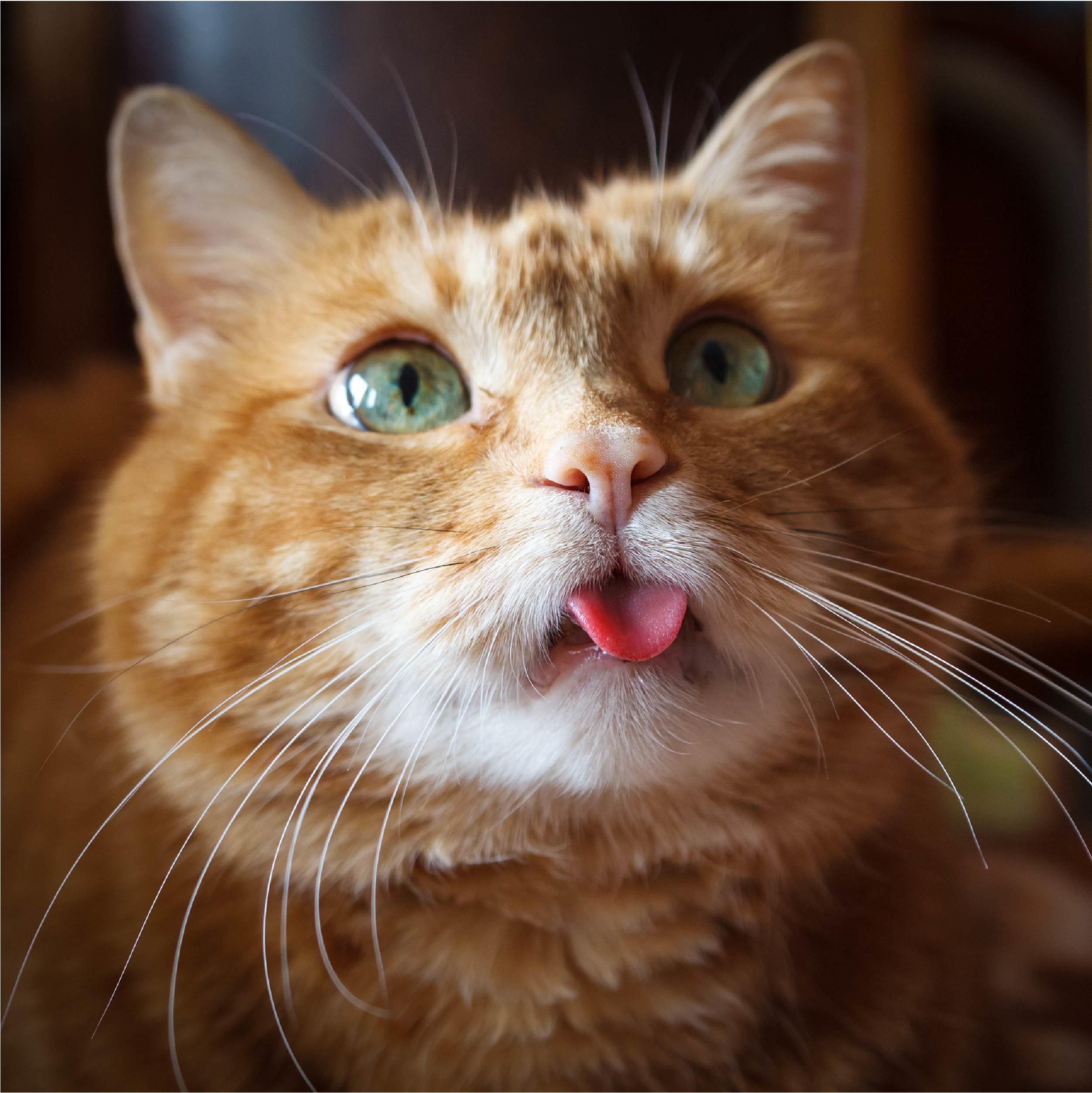 壁纸猫，突出舌头，搞笑，毛茸茸，红发高清：宽屏：高清晰度：全屏