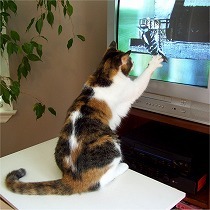 猫がテレビから離れにゃい！猫は本当にテレビを見ているの？