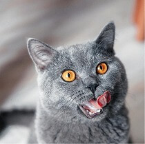 グルメな猫は『味覚』が鋭いの？猫の感じている味覚とは？