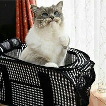 万が一の時に役に立つ！キャリーバッグに猫を慣れさせる2つのアイデア