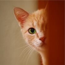 もしかして疑われてる？！猫がトイレ掃除を監視する3つの理由