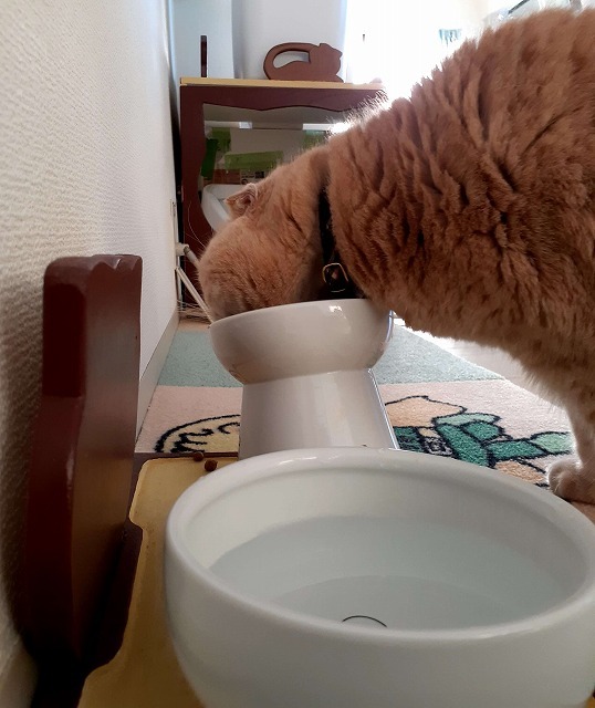 愛猫の食べ方でも倒れないハッピーダイニング（笑）