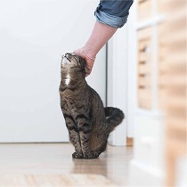 猫はお出迎えしてくれる？猫がお出迎えに来ない理由と来る理由