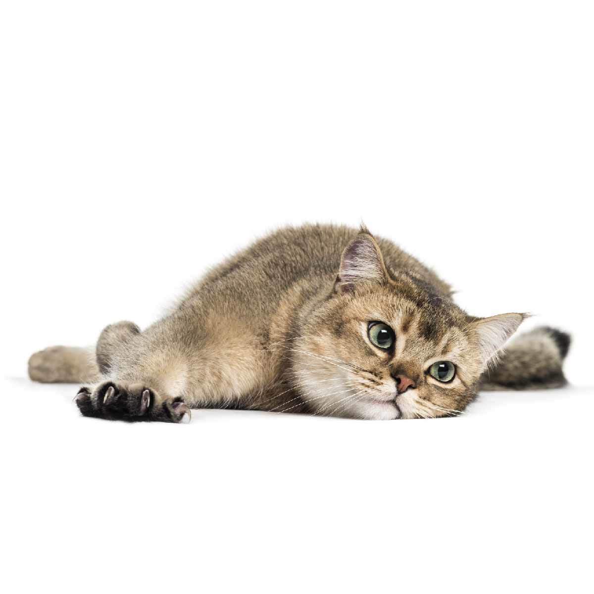 今のおもちゃに飽きてきた！猫におもちゃを飽きさせない工夫とは