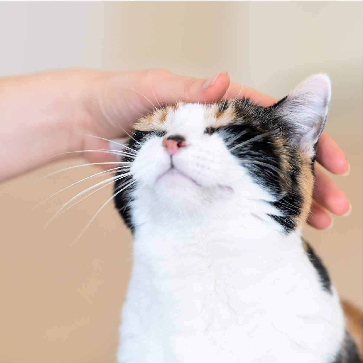 猫に モテたい 猫に好かれる人の4つの特徴 猫壱 Necoichi 猫に モテたい 猫に好かれる人の4つの特徴 猫壱 Necoichi