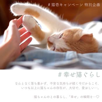 #幸せ猫ぐらし　【猫壱Instagram4月特別キャンペーン】