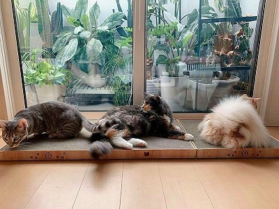 ＜猫壱＞猫用つめとぎ　バリバリパッド　猫ちゃんモデル５