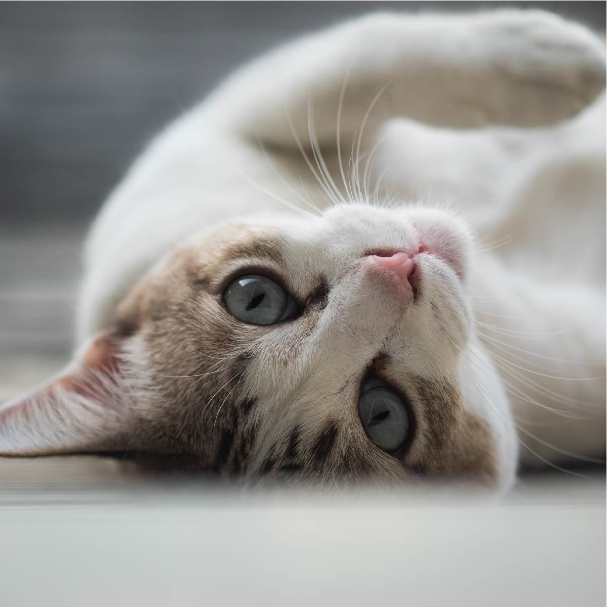猫がまっすぐ歩けない もしかしたら前庭疾患かも 猫壱 Necoichi