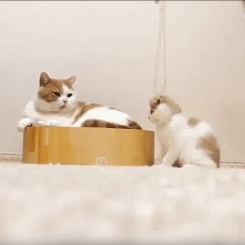 ＜猫壱＞爪とぎ　交換用爪とぎ　バリバリボウル交換用2個パック　猫ちゃんと一緒　動画2