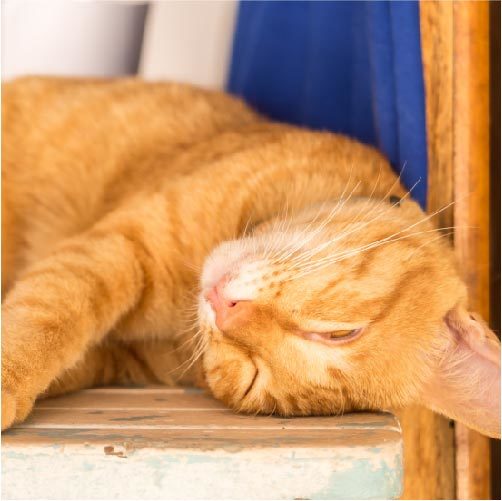 白目で眠る猫は病気じゃない？ちょっと気になる猫の白目