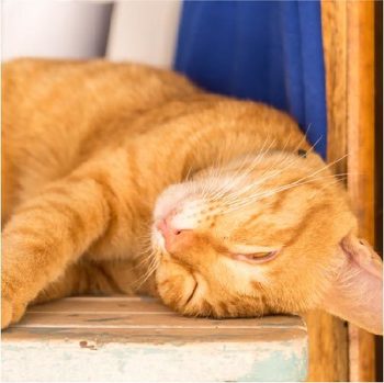 白目で眠る猫は病気じゃない？ちょっと気になる猫の白目