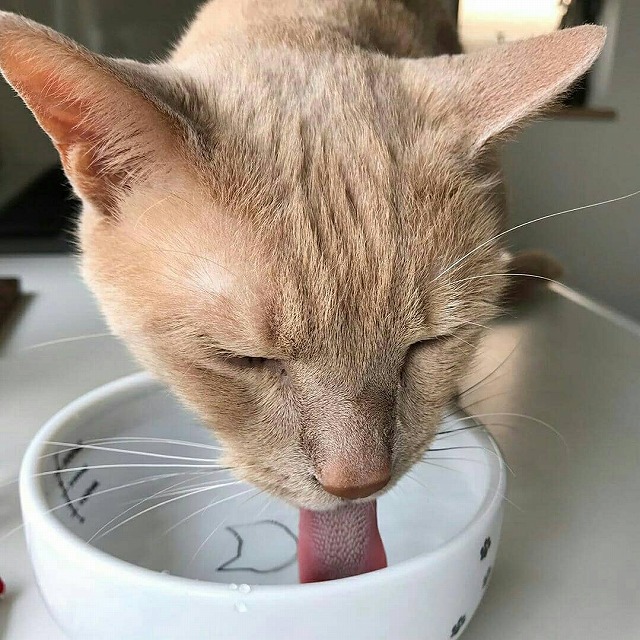 冬脱水にご用心！冬場猫に水を飲んでもらうための3つの方法