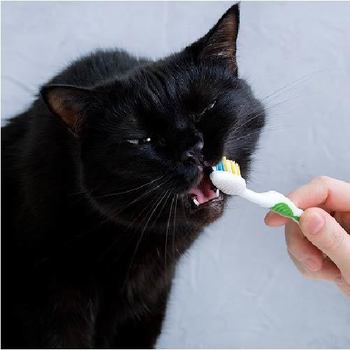 猫の歯磨きは超重要！猫の歯磨きの疑問にお答えします！