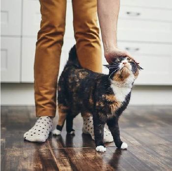 猫は3日で飼い主を忘れない！猫の実記憶力はどれくらい？