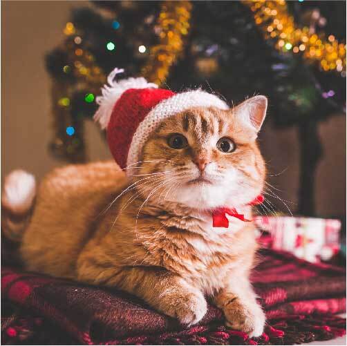 もうすぐクリスマス 猫壱的 猫の性格別おすすめクリスマスプレゼント 猫壱 Necoichi