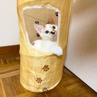 ひょっこり