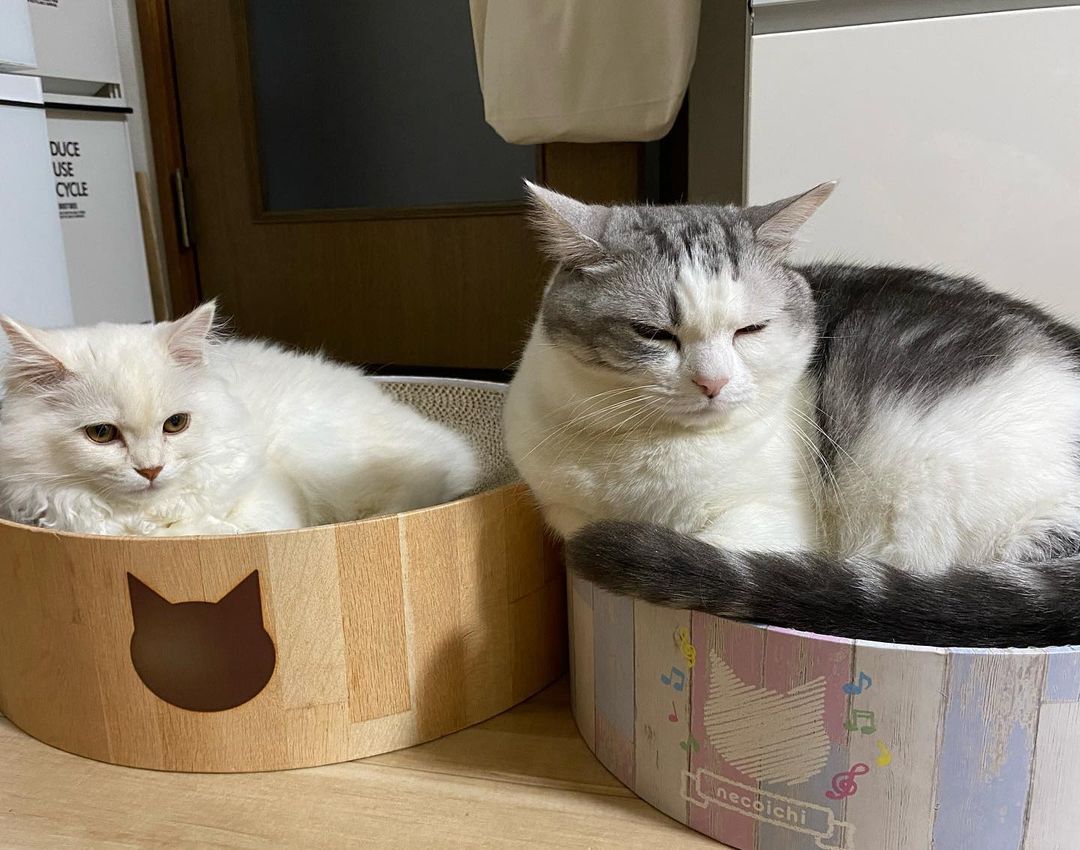 ＜猫壱＞爪とぎ　ダンボール爪とぎ　バリバリボウル猫柄　猫ちゃんと一緒3