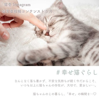 【猫壱Instagram】お写真投稿コンテスト5月♪開催概要